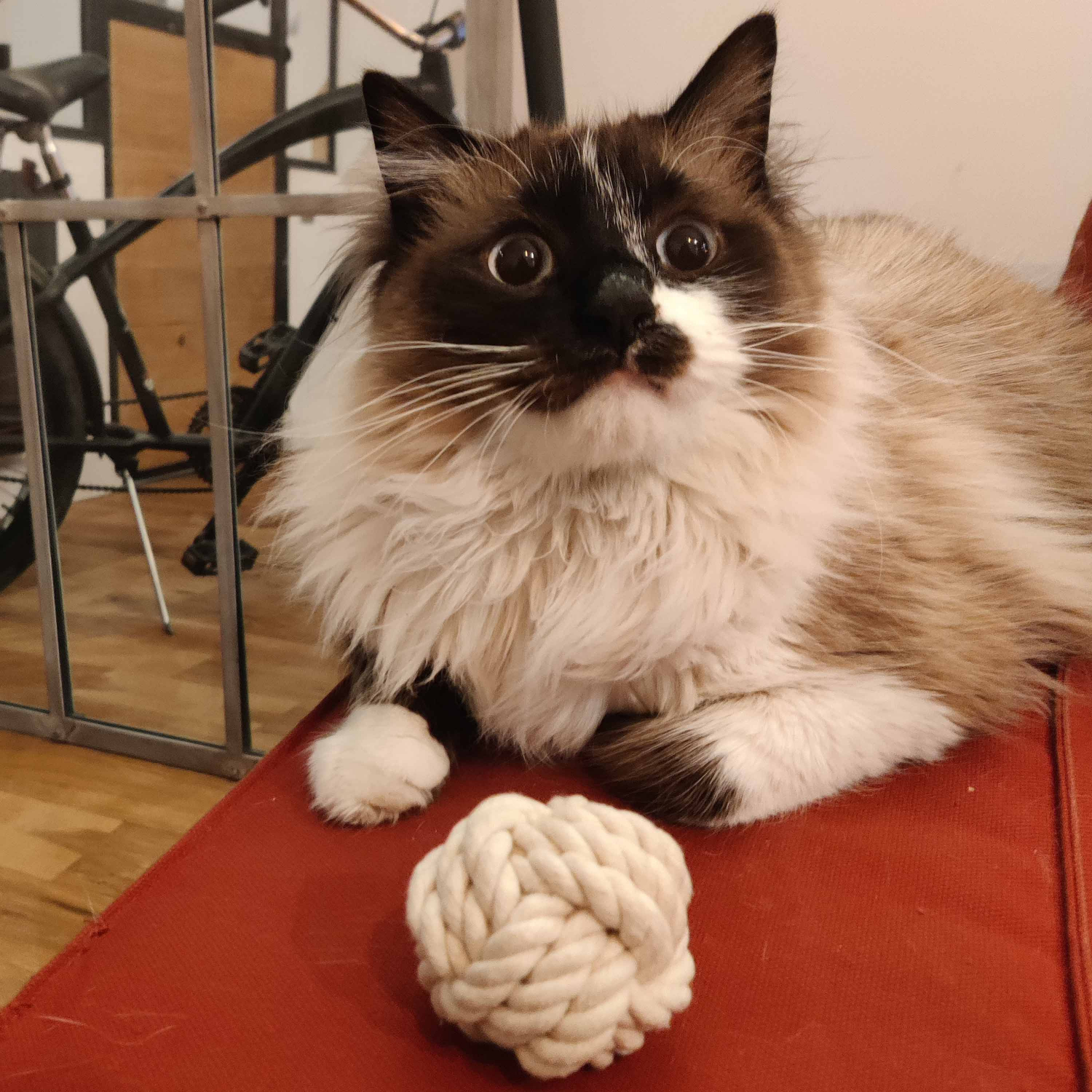 Lot De Deux Balles En Corde Pour Chat